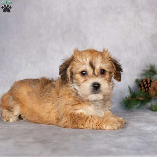 Fluffy, Yorkie-Chon Puppy